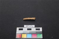 偶蹄類動物骨藏品圖，第2張