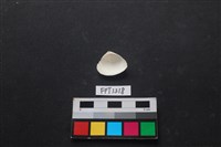 貝殼藏品圖，第2張