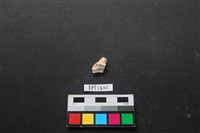 貝殼藏品圖，第1張