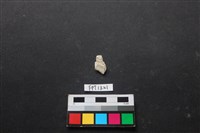貝殼藏品圖，第2張