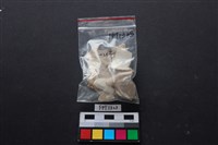 貝殼藏品圖，第3張