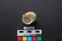 貝殼藏品圖，第3張
