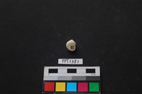 貝殼藏品圖，第2張
