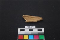 偶蹄類動物骨藏品圖，第2張