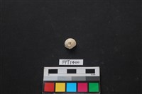 貝殼藏品圖，第1張