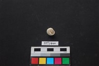 貝殼藏品圖，第2張