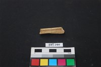 哺乳類動物骨藏品圖，第2張