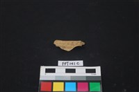 哺乳類動物骨藏品圖，第1張