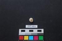 貝殼藏品圖，第2張