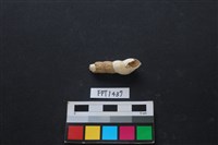 貝殼藏品圖，第1張