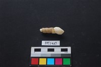 貝殼藏品圖，第2張