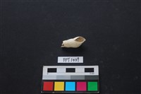 貝殼藏品圖，第1張