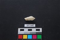 貝殼藏品圖，第2張