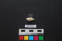 貝殼藏品圖，第2張
