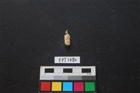 貝殼藏品圖，第2張