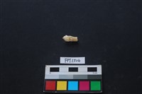 貝殼藏品圖，第2張