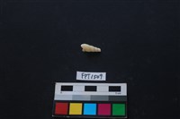 貝殼藏品圖，第2張