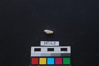 貝殼藏品圖，第2張