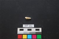 貝殼藏品圖，第1張