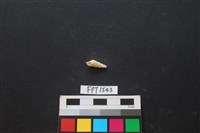 貝殼藏品圖，第1張