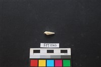 貝殼藏品圖，第2張