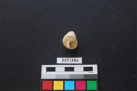 貝殼藏品圖，第2張