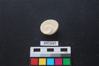 貝殼藏品圖，第2張