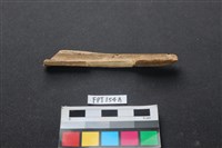 偶蹄類動物骨藏品圖，第2張