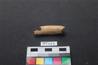 偶蹄類動物骨藏品圖，第1張