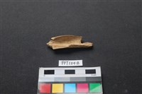 偶蹄類動物骨藏品圖，第2張