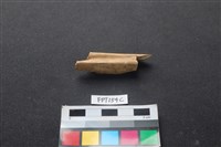 偶蹄類動物骨藏品圖，第1張