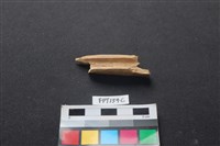 偶蹄類動物骨藏品圖，第2張