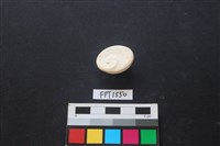 貝殼藏品圖，第2張