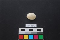 貝殼藏品圖，第1張
