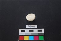 貝殼藏品圖，第2張