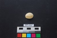 貝殼藏品圖，第1張