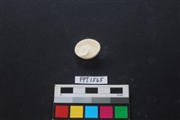 貝殼藏品圖，第2張