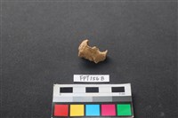 哺乳類動物骨藏品圖，第2張