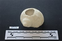 貝殼藏品圖，第1張