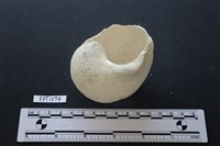 貝殼藏品圖，第2張