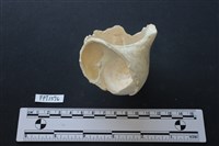 貝殼藏品圖，第3張