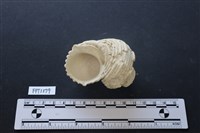 貝殼藏品圖，第3張