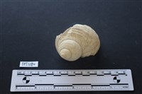 貝殼藏品圖，第1張