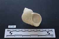 貝殼藏品圖，第2張