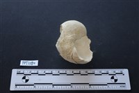 貝殼藏品圖，第3張