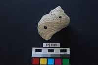 貝殼藏品圖，第1張