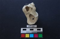 貝殼藏品圖，第2張