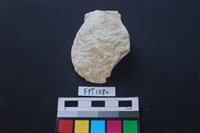 貝殼藏品圖，第1張