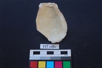 貝殼藏品圖，第2張