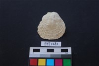 貝殼藏品圖，第1張